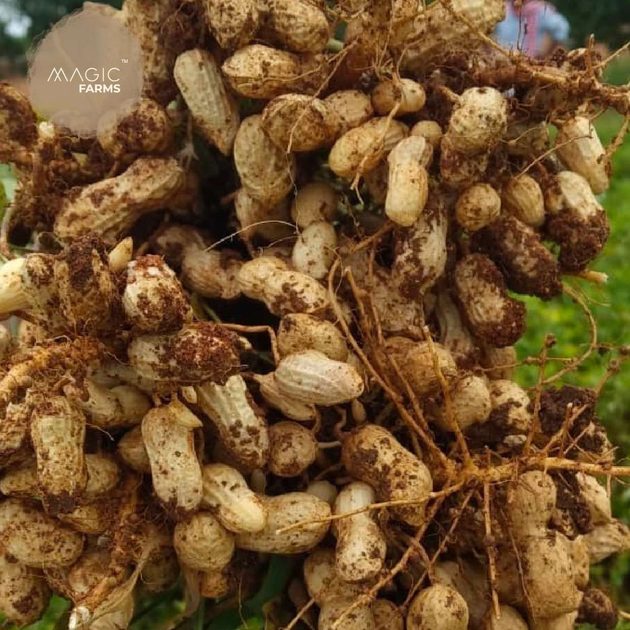 Fresh Ground Nut - Undried with shell