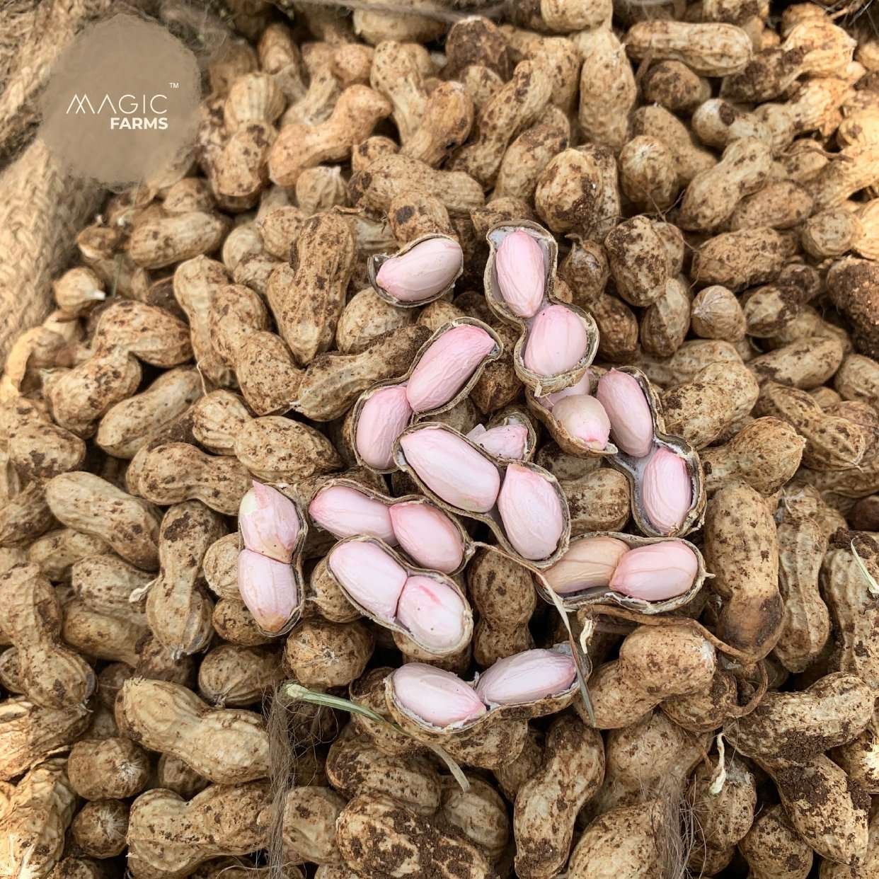 Fresh Ground Nut - Undried with shell - Image 3