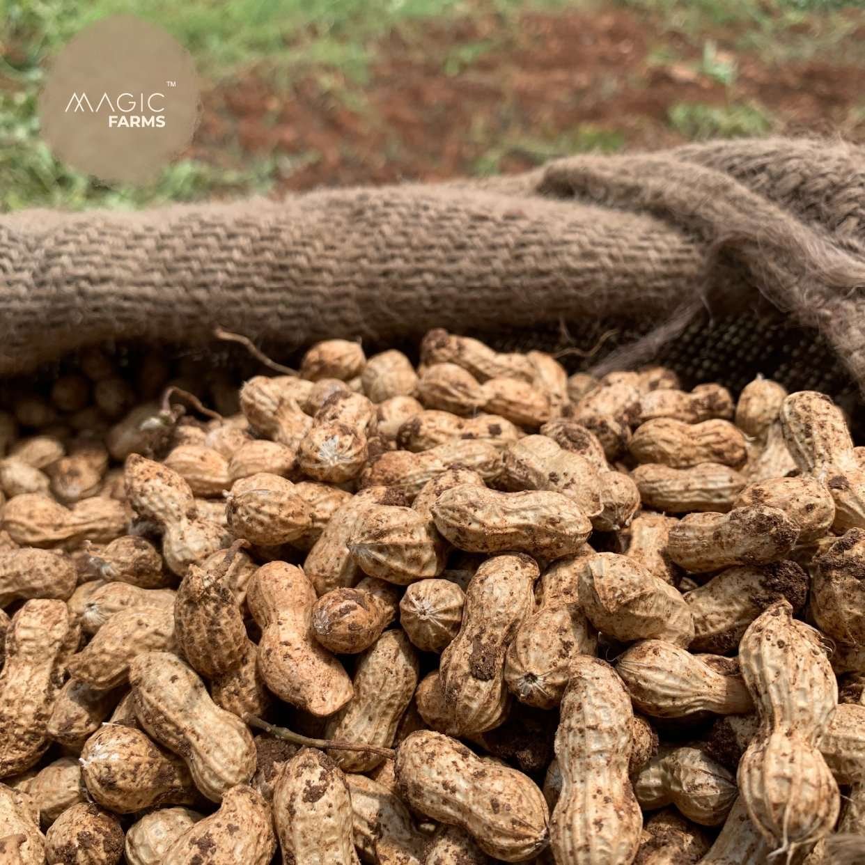 Fresh Ground Nut - Undried with shell - Image 2