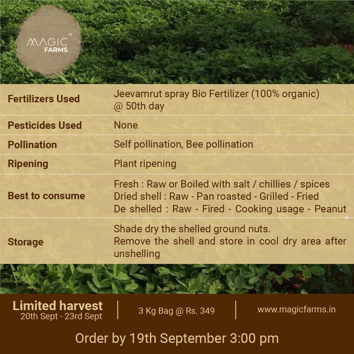 Fresh Ground Nut - Undried with shell - Image 6