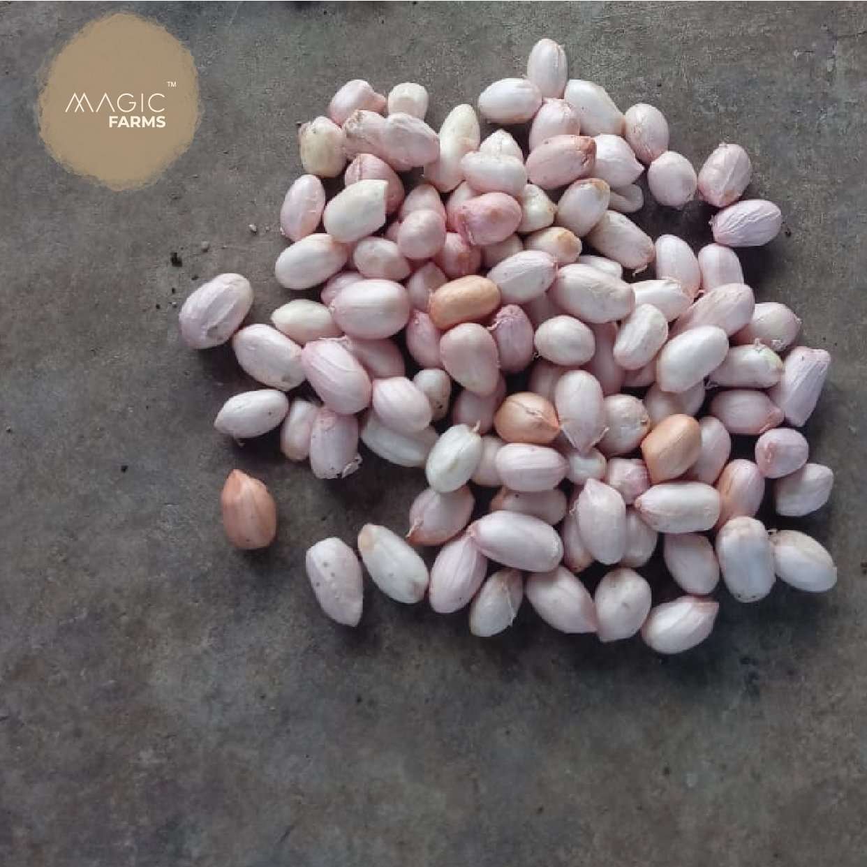 Fresh Ground Nut - Undried with shell - Image 5