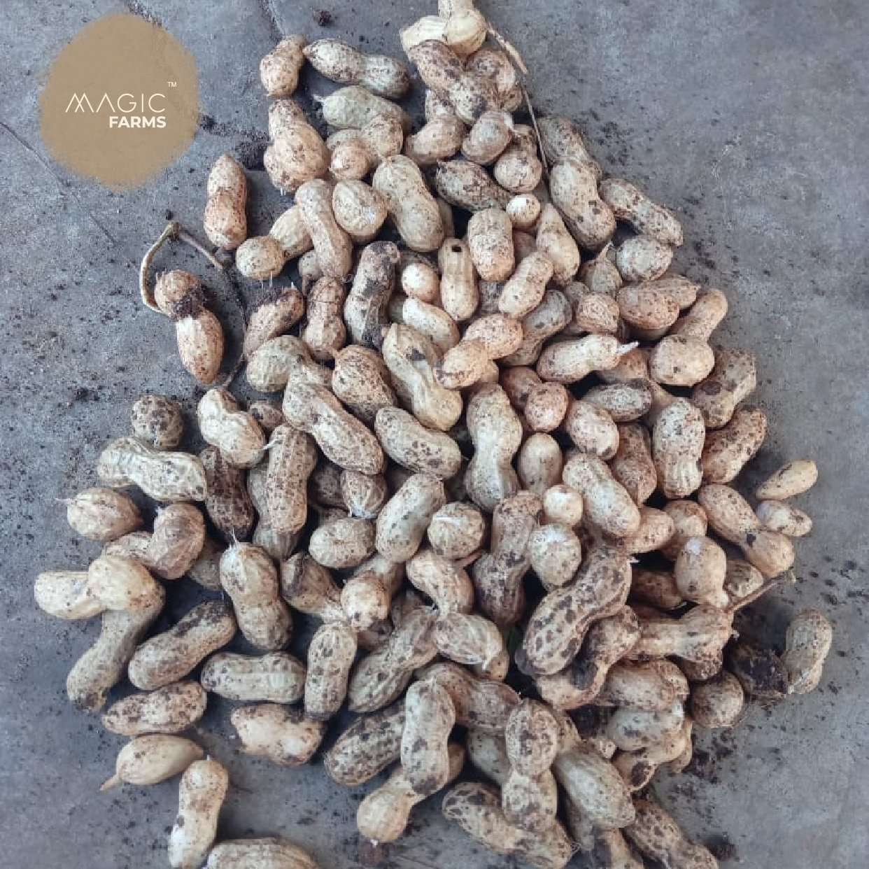 Fresh Ground Nut - Undried with shell - Image 4